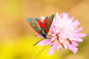 six-spot burnet on a flower of a field scabious
