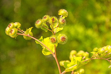 medicinal herb greater burdock with flower