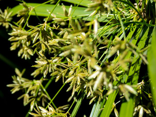 Bunch of thin leaves