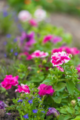 Obraz premium petunia flowers