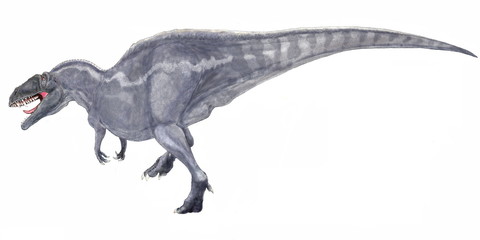 Obraz na płótnie Canvas アクロカントサウルス　アロサウルス科の恐竜であり、白亜紀前期では北米において最大の肉食恐竜であった。この時期の気温は高く、この恐竜も生存環境に適応するため、同時期のスピノサウルスやオウラノサウルスのように首から背中にかけて神経棘が伸びており、放熱のための帆を形作っていたと想像される。体長は13メートル。この画像はいくつか同じ角度から骨格標本をもとに描いたイラストの一つである。