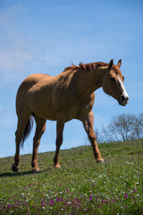 Obraz premium Brown horse portrait on California Farm in Spring