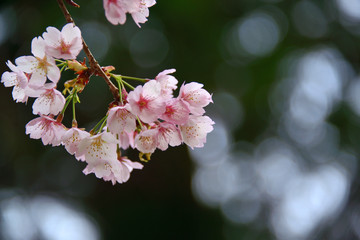 満開のソメイヨシノ 桜