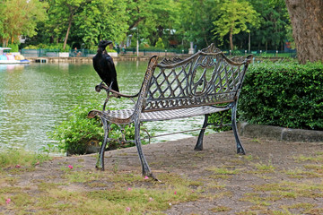 Vintage Outdoor Iron Bench with Black Crow in the City Park