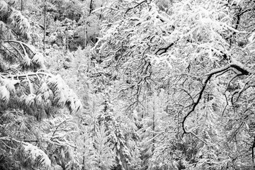 Tree branches heavy with snow during Sierra winter storm - closeup