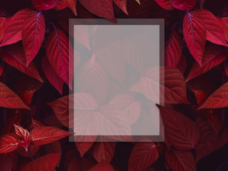 Frame red leaves pattern background, Natural background