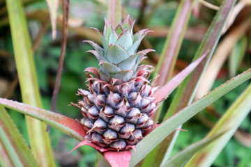 Young Pineapple Isolated in the Garden