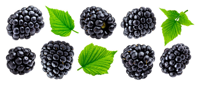 Ripe blackberry isolated on white background closeup