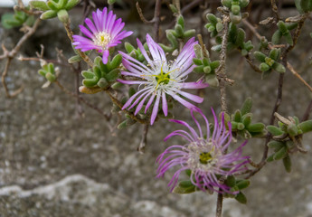 Little violet flowers in detail