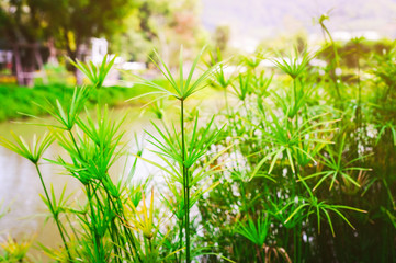 Close-up to the beautiful green plants beside the pond with the morning sun. Blurred green background.