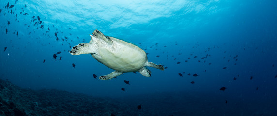 Sea turtle 