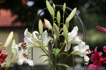 rare tree lily in summer garden