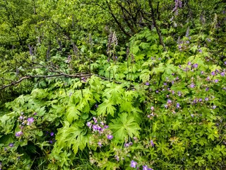 Norway green mountain