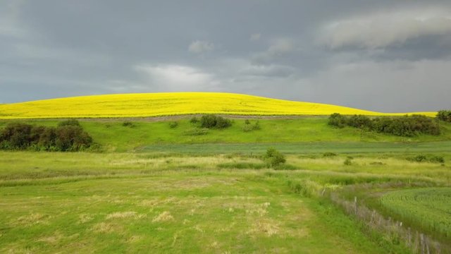 Palouse Yellow Green Conola 