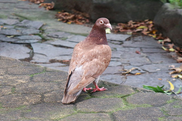 Brown Pigeon Standing on Pathway in the Park