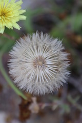 dandelion on green background