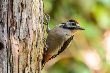woodpecker