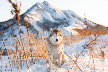 Obraz premium Cute, happy and free siberian Husky dog sitting on the hill at sunset on mountains background