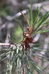 pine tree branch with cones