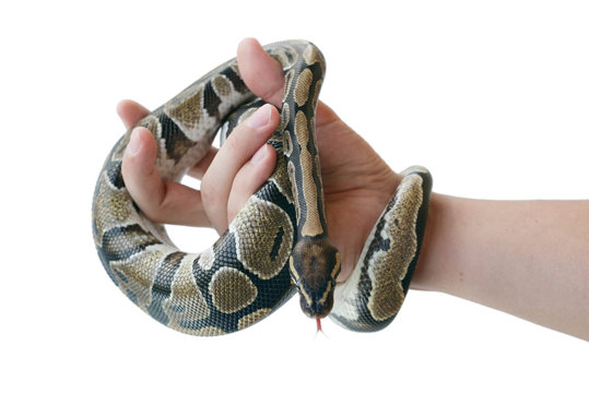 The image of the royal or ball python on the hand of man