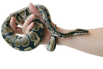 Naklejka premium The image of the royal or ball python on the hand of man
