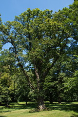 Fototapeta na wymiar Giant oak tree in the park 