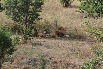 A small Pride of lions resting in the shade of bushes in Taigan Zoo, Crimea, summer 2013