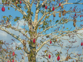 Among the lush green amazon rain forest in Brazil, the Java Cotton Trees with their red pods is standing out.