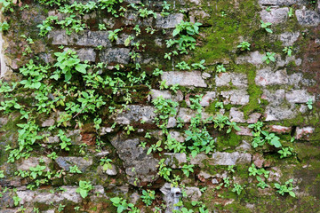 Green Plants on the Old Brick Wall