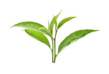 green tea leaf isolated on white background