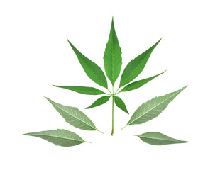 Fototapeta na wymiar Green leaf of marijuana isolated on a white background.