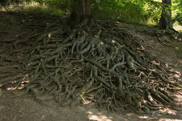 Roots of a beech tree in the park 