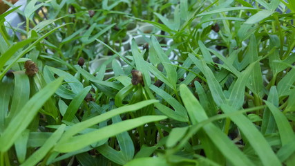 Fototapeta premium Water spinach plants with hydroponic systems.