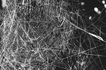 Detailed and multi layer spider's net, captured on Annapurna Circuit Trek, Himalayas, Nepal in a bamboo forest. Sun light up the beautiful construction. Spider waiting on the top of it.