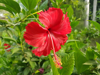 Hibiscus flower beautiful red color