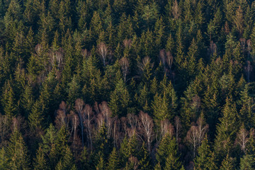 Landscape of forest. Top view of coniferous forest with some dry trees. Illuminated from the side by sun.