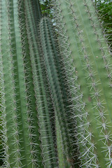 Curacao Caribbean cactus