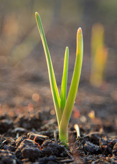 Green garlic in the soil in spring