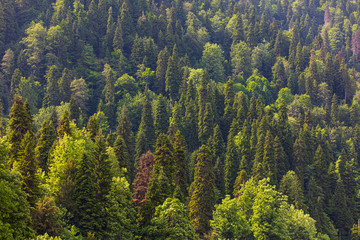 Coniferous forests on the slopes of the Caucasus Mountains