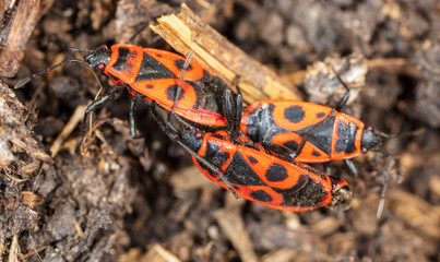 Love red beetles in the ground