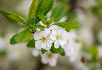 Flowers on a fruit tree in the park