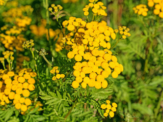 Blühender Rainfarn, Tanacetum vulgare