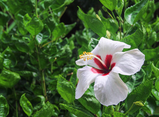 Single sweet white chaba or hibiscus rosa sinensis flowers blooming on nature ornamental green leaves garden background