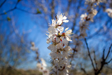 blooming apple tree in spring