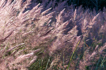 Grassy seed-heads in the afternoon sunlight - a flora background image, with shallow depth-of-field.