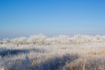trees in winter
