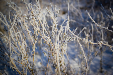 frost on grass
