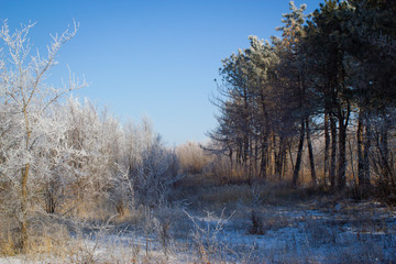 winter landscape with trees and blue sky