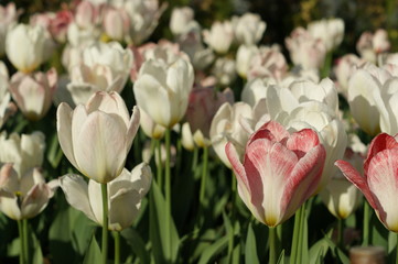 tulips in the garden