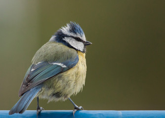 Mésange
